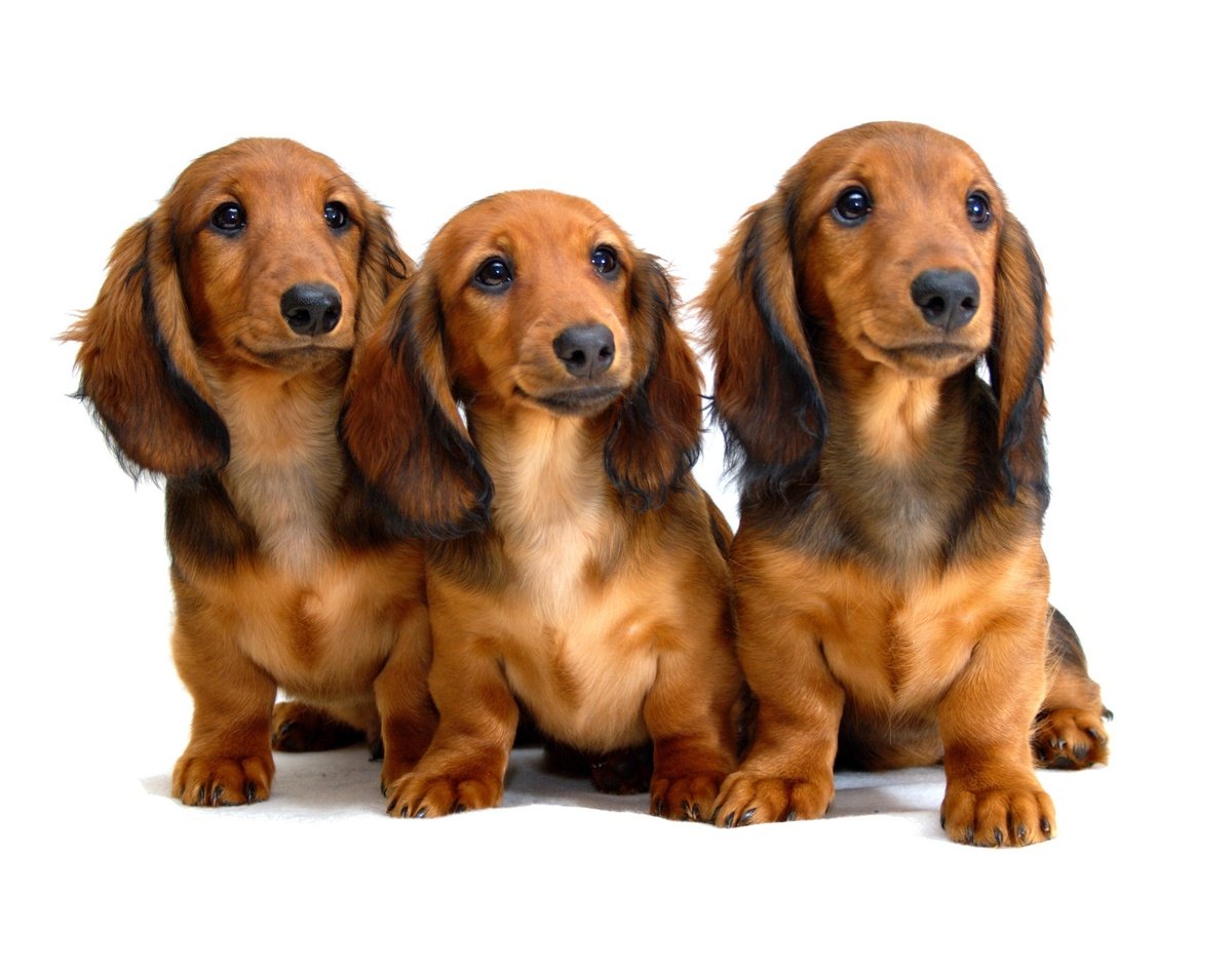 Associação de criadores diz que cão salsicha pode ser banido na Alemanha se projeto for aprovado; entenda