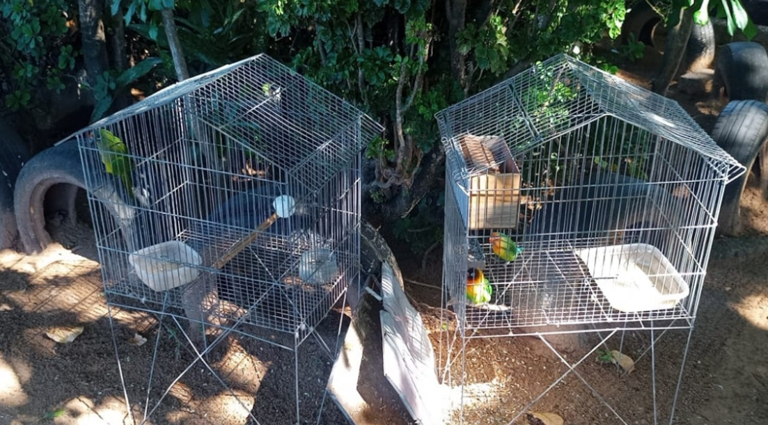 Oito aves silvestres são resgatadas no bairro do Pajuçara