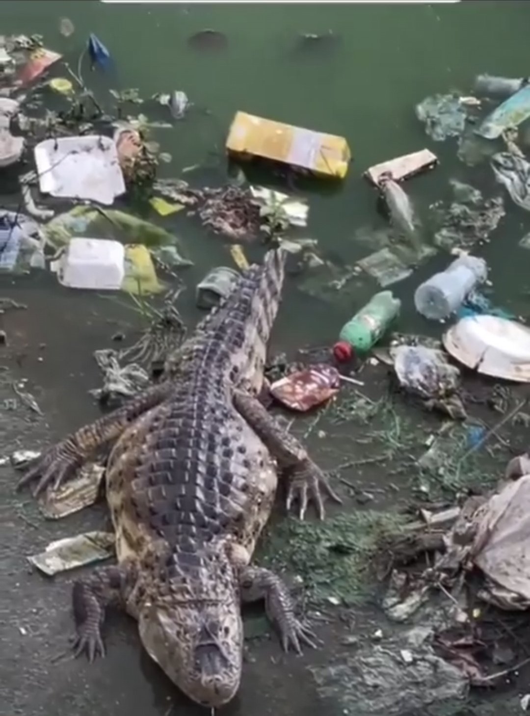 Jacarés são avistados vivendo em lagoa de captação na Zona Norte de Natal