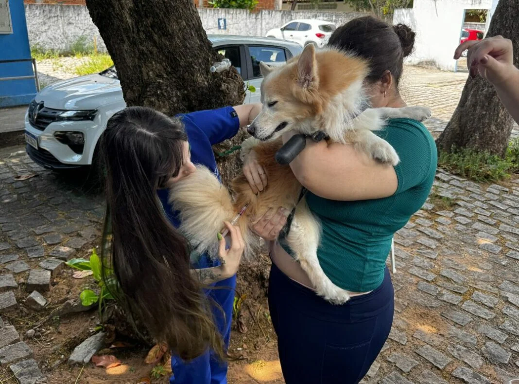 Mais de 5 mil animais foram vacinados em Natal durante ação antirrábica; campanha segue até terça-feira