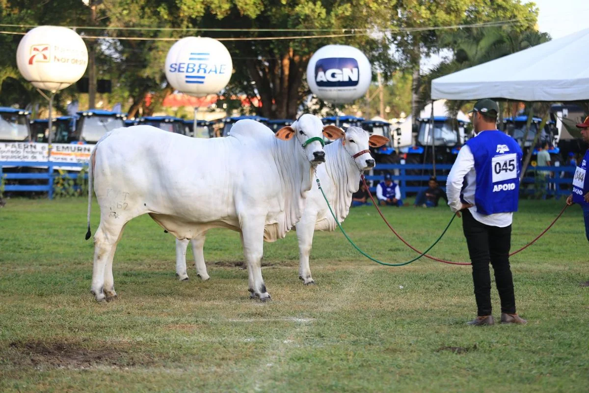 Festa do Boi 2025 espera R$ 85 milhões em negócios e público superior a 500 mil pessoas