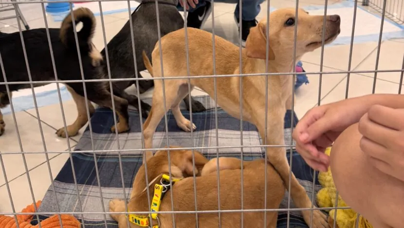 Carrefour Natal recebe evento de adoção de pets resgatados pela Aspan