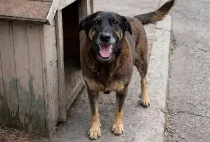 Natal se soma a mobilização nacional por justiça após morte do cão Orelha